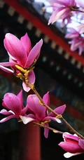 玉兰花，淡紫红色玉兰花枝叶花朵唯美高清图片