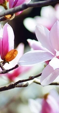 玉兰花，淡紫红色玉兰花枝叶花朵唯美高清图片