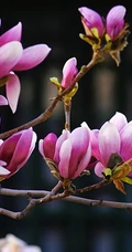 玉兰花，淡紫红色玉兰花枝叶花朵唯美高清图片
