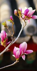 玉兰花，淡紫红色玉兰花枝叶花朵唯美高清图片