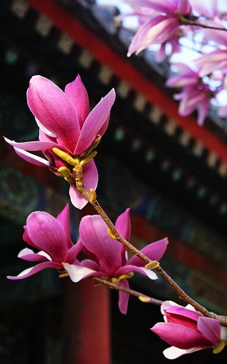 玉兰花，淡紫红色玉兰花枝叶花朵唯美高清图片