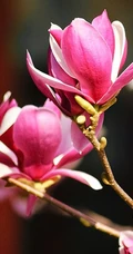 玉兰花，淡紫红色玉兰花枝叶花朵唯美高清图片
