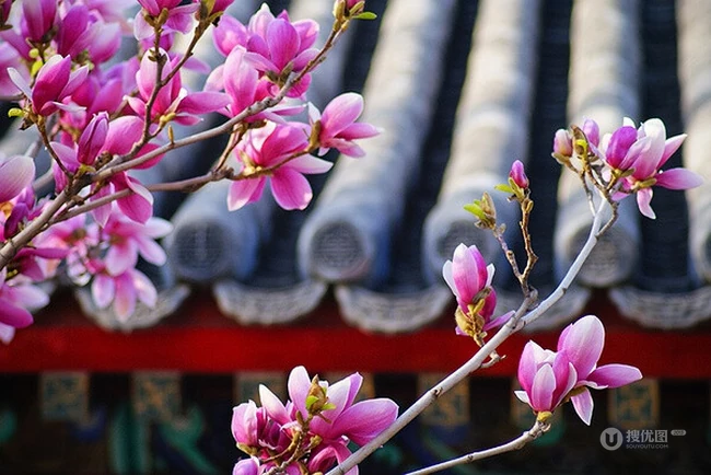 玉兰花，淡紫红色玉兰花枝叶花朵唯美高清图片