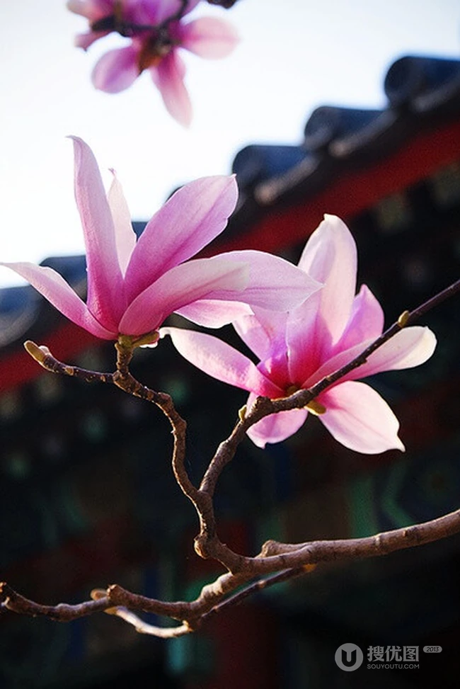 玉兰花，淡紫红色玉兰花枝叶花朵唯美高清图片