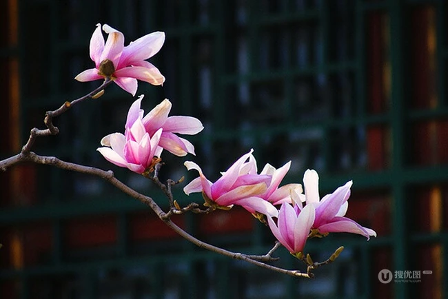玉兰花，淡紫红色玉兰花枝叶花朵唯美高清图片