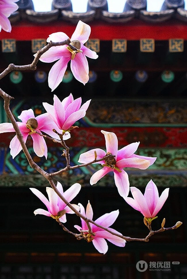 玉兰花，淡紫红色玉兰花枝叶花朵唯美高清图片