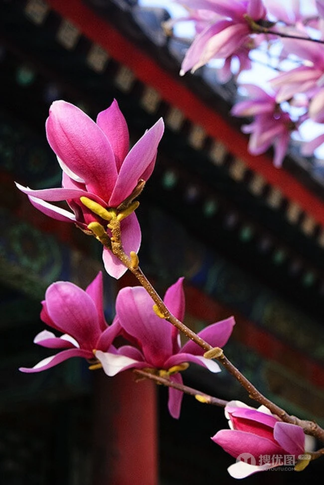 玉兰花，淡紫红色玉兰花枝叶花朵唯美高清图片