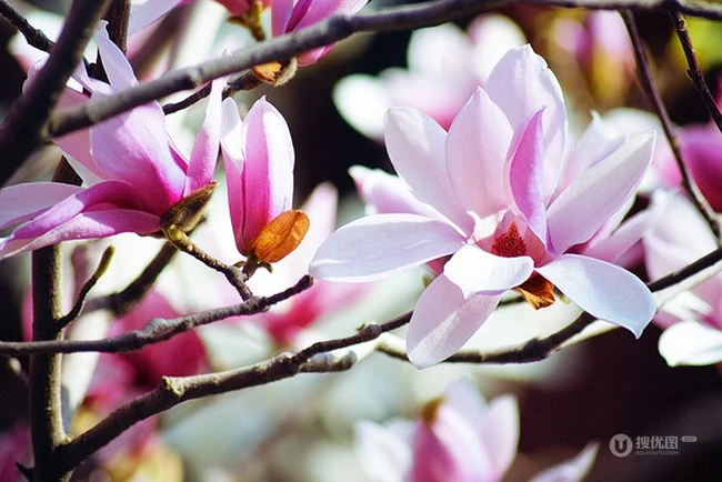 玉兰花，淡紫红色玉兰花枝叶花朵唯美高清图片