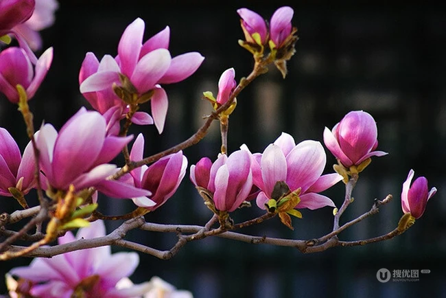 玉兰花，淡紫红色玉兰花枝叶花朵唯美高清图片