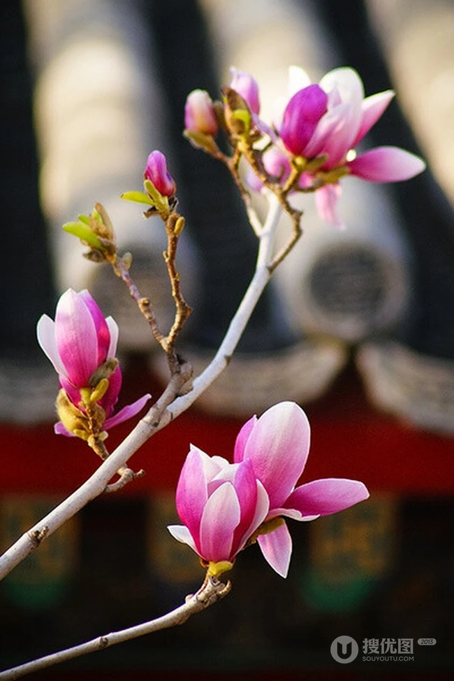 玉兰花，淡紫红色玉兰花枝叶花朵唯美高清图片