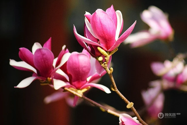 玉兰花，淡紫红色玉兰花枝叶花朵唯美高清图片