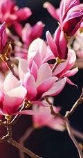 玉兰花，淡紫红色玉兰花枝叶花朵唯美高清图片