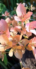 三角梅，叶子花三角梅精选美图，花色各异的三角梅唯美图片