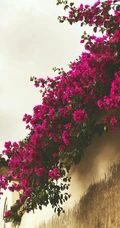 三角梅，叶子花三角梅精选美图，花色各异的三角梅唯美图片