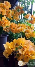 三角梅，叶子花三角梅精选美图，花色各异的三角梅唯美图片
