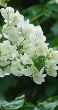 三角梅，叶子花三角梅精选美图，花色各异的三角梅唯美图片