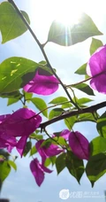 三角梅，叶子花三角梅精选美图，花色各异的三角梅唯美图片