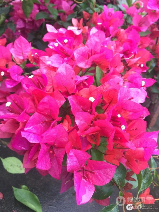 三角梅，叶子花三角梅精选美图，花色各异的三角梅唯美图片
