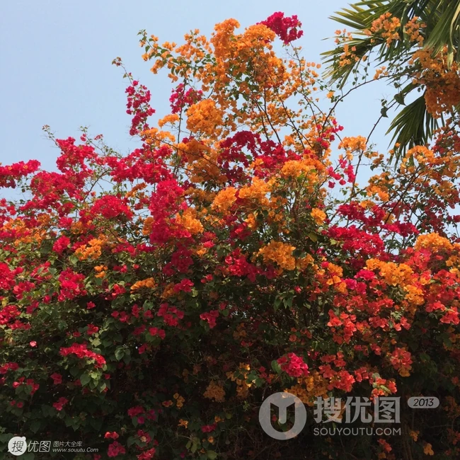 三角梅，叶子花三角梅精选美图，花色各异的三角梅唯美图片