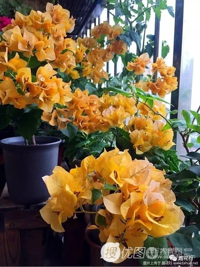 三角梅，叶子花三角梅精选美图，花色各异的三角梅唯美图片