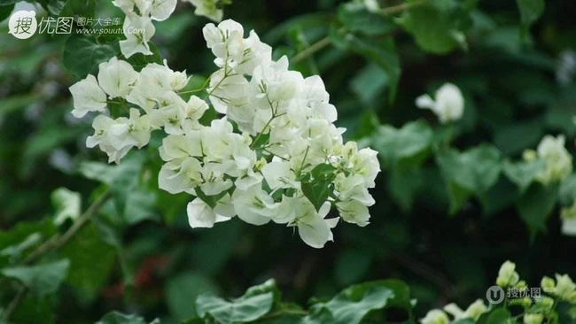 三角梅，叶子花三角梅精选美图，花色各异的三角梅唯美图片