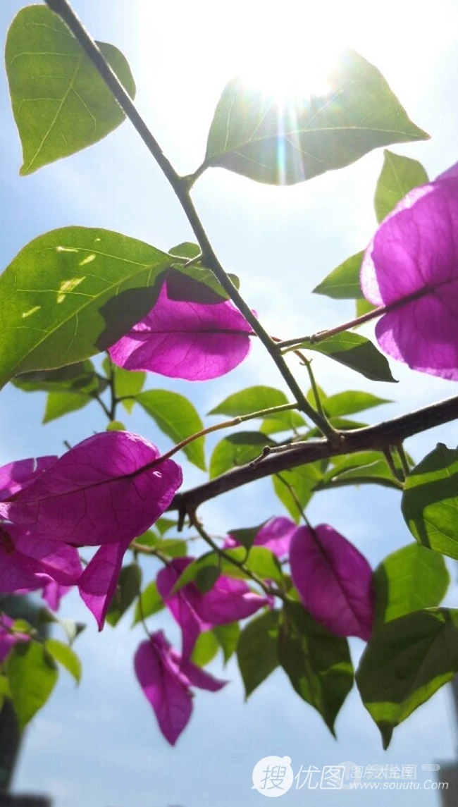 三角梅，叶子花三角梅精选美图，花色各异的三角梅唯美图片