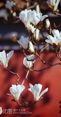 白玉兰图片，代表高洁、真挚、纯洁的爱花语白玉兰高清美图