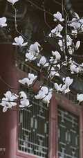 白玉兰图片，代表高洁、真挚、纯洁的爱花语白玉兰高清美图