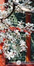 白玉兰图片，代表高洁、真挚、纯洁的爱花语白玉兰高清美图