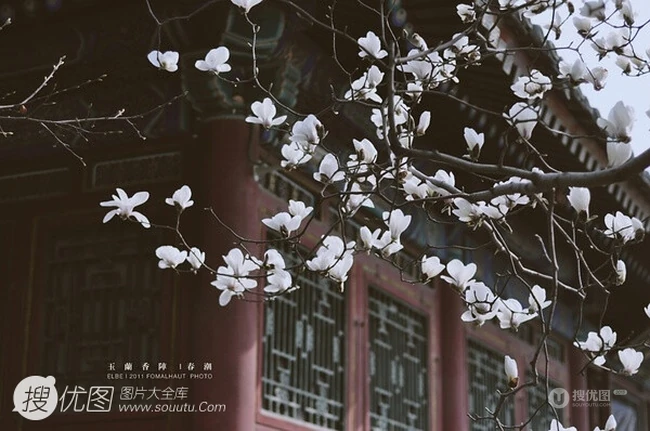 白玉兰图片，代表高洁、真挚、纯洁的爱花语白玉兰高清美图