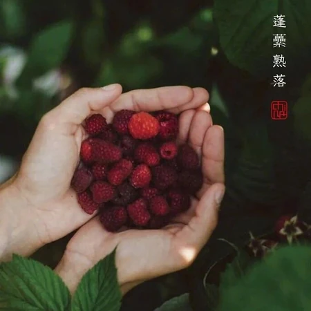 唯美立夏图片，农历四月初夏台湾乡间各处风土意境美图