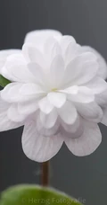 只在寒冬开放颜色多彩的雪割草唯美微距图片