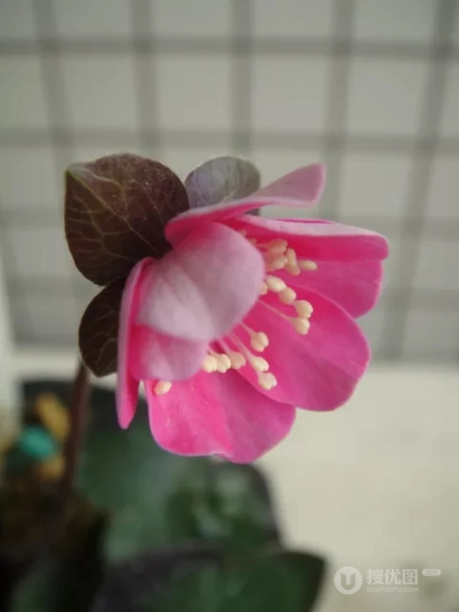 只在寒冬开放颜色多彩的雪割草唯美微距图片