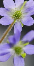 只在寒冬开放颜色多彩的雪割草唯美微距图片