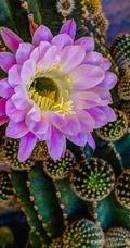 不同类型，不同颜色的鲜艳美丽仙人掌花朵图片