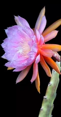 不同类型，不同颜色的鲜艳美丽仙人掌花朵图片