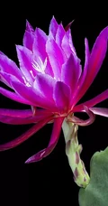 不同类型，不同颜色的鲜艳美丽仙人掌花朵图片