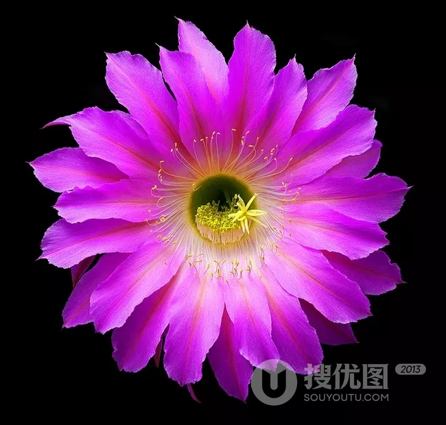 不同类型，不同颜色的鲜艳美丽仙人掌花朵图片