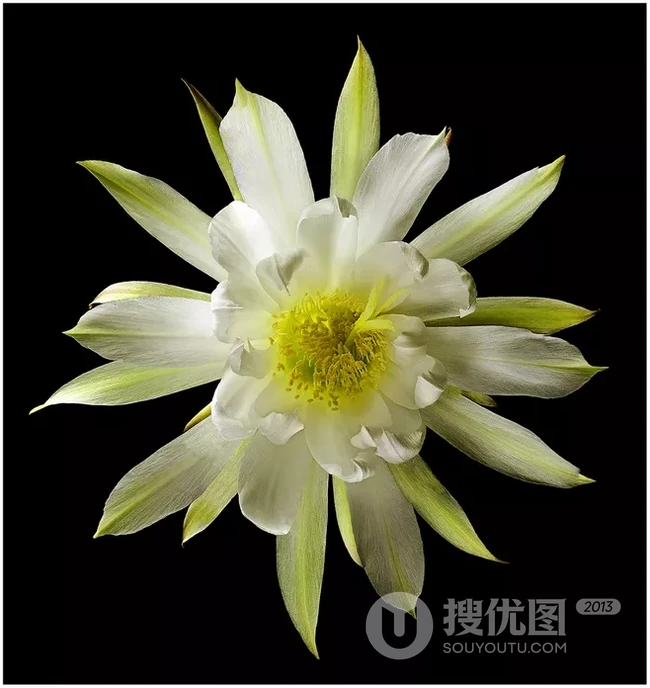 不同类型，不同颜色的鲜艳美丽仙人掌花朵图片