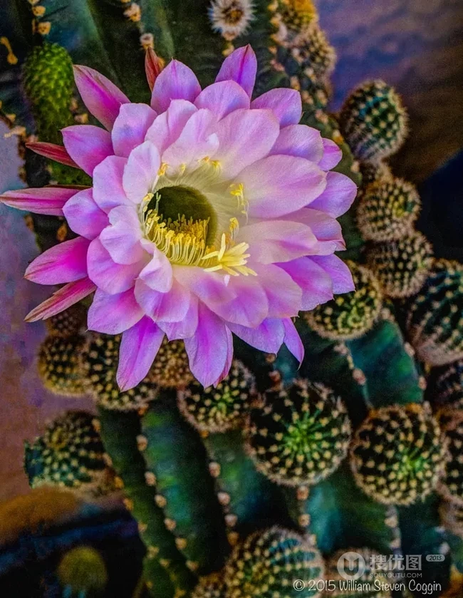 不同类型，不同颜色的鲜艳美丽仙人掌花朵图片