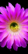 不同类型，不同颜色的鲜艳美丽仙人掌花朵图片