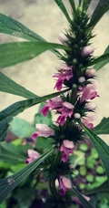 长势正好，已经开花的草本植物益母草图片