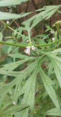 长势正好，已经开花的草本植物益母草图片