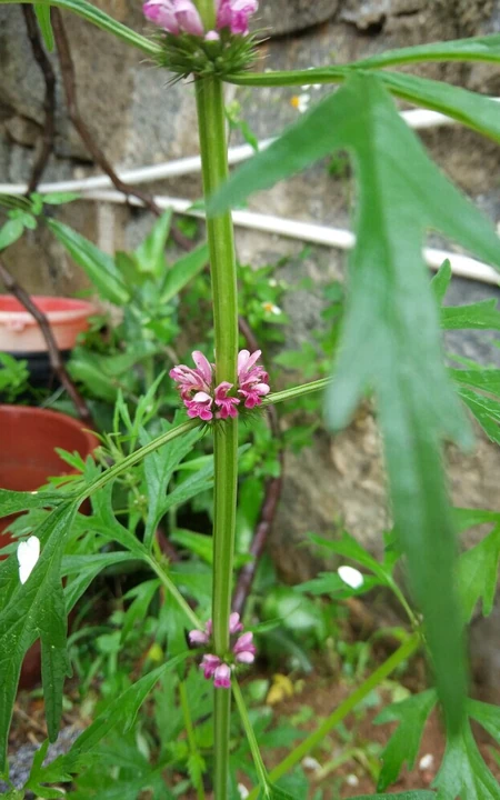 长势正好，已经开花的草本植物益母草图片