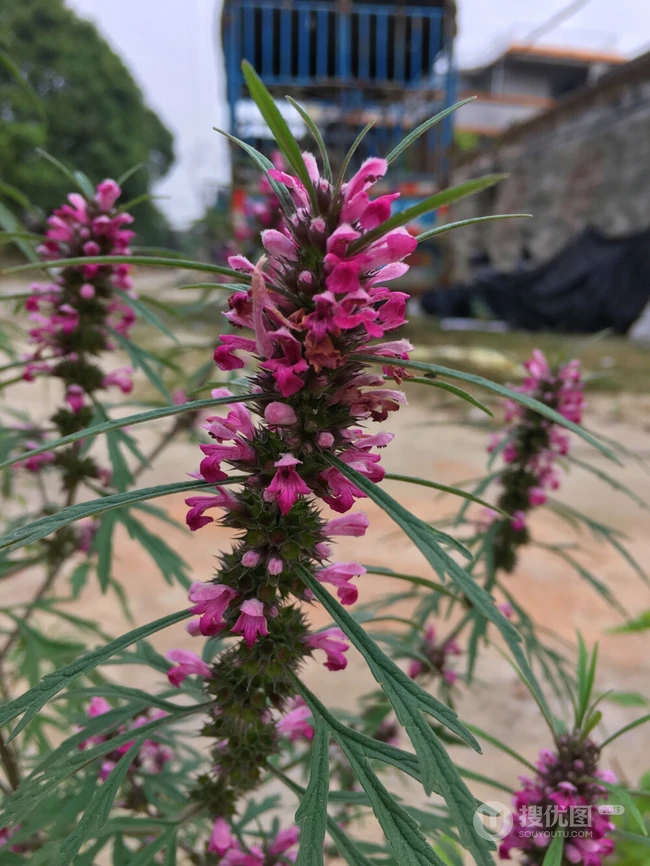 长势正好，已经开花的草本植物益母草图片