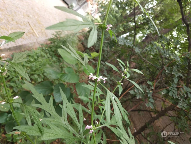 长势正好，已经开花的草本植物益母草图片