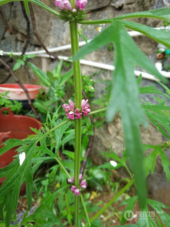长势正好，已经开花的草本植物益母草图片
