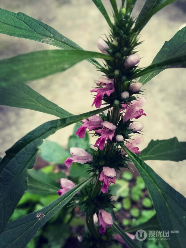 长势正好，已经开花的草本植物益母草图片