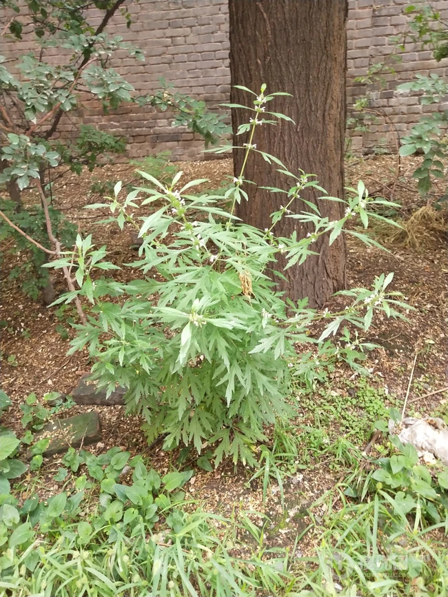 长势正好，已经开花的草本植物益母草图片
