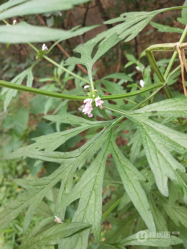 长势正好，已经开花的草本植物益母草图片